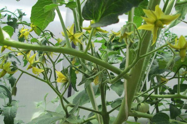 ดอกมะเขือเทศ