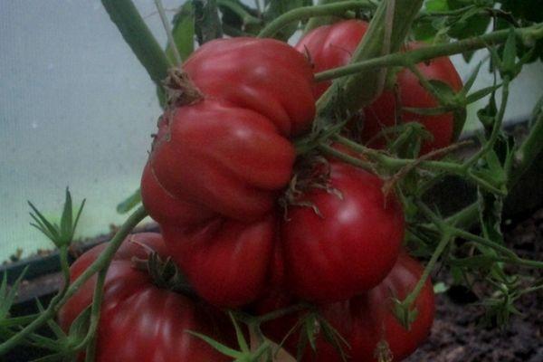 มะเขือเทศสุก