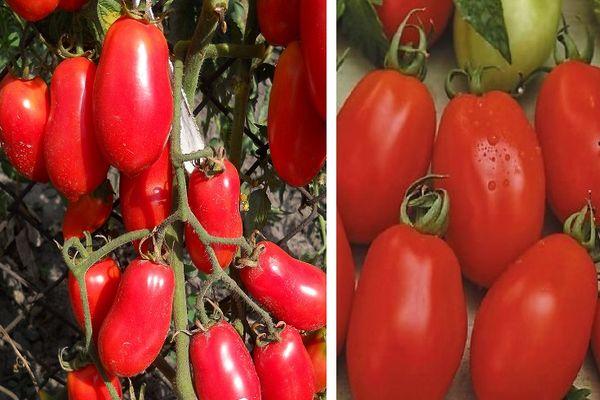 ผลมะเขือเทศ