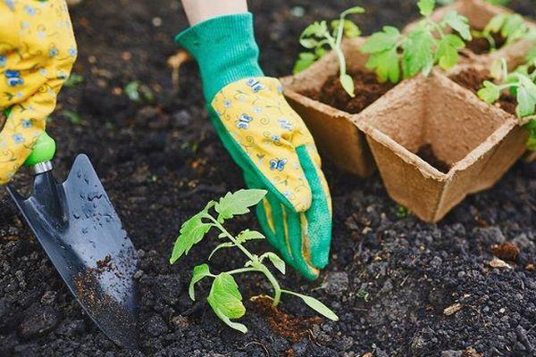 การปลูกต้นกล้า