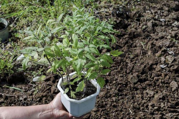 มะเขือเทศในกระถาง