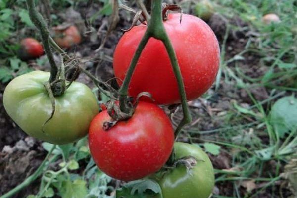 Tomates sur une vigne