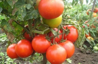 แปรงมะเขือเทศ