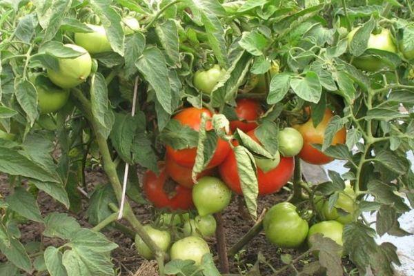Cultiver des tomates