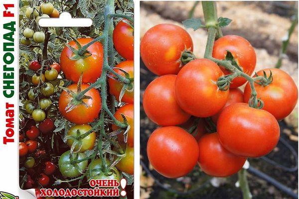 Chutes de neige hybrides