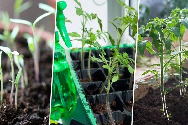 การปลูกต้นกล้า