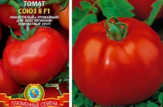 มะเขือเทศโซยุซ