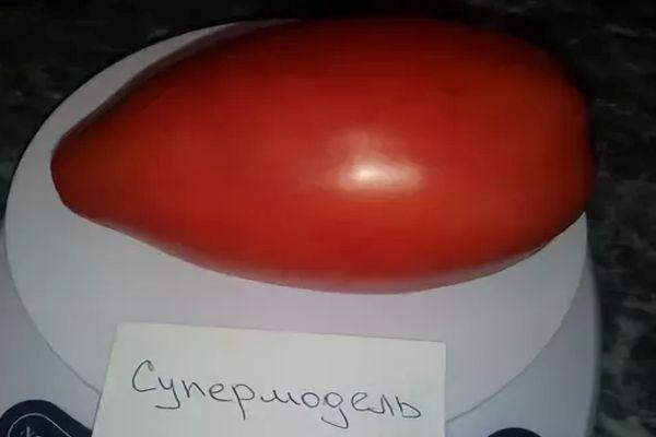 ซุปเปอร์โมเดลมะเขือเทศ