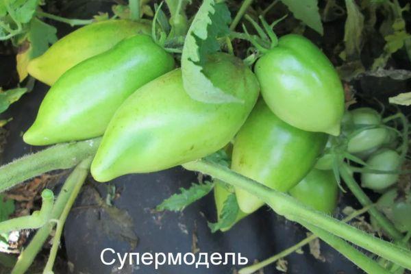 ซุปเปอร์โมเดลมะเขือเทศ