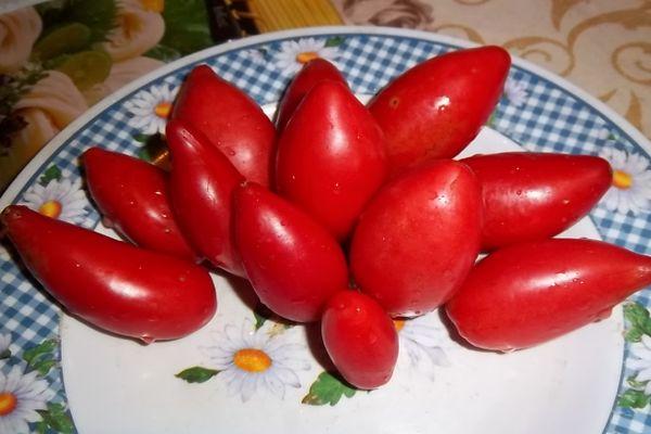 จานมะเขือเทศ