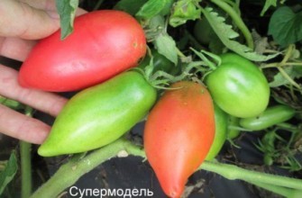 มะเขือเทศผลยาว