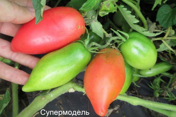 มะเขือเทศผลยาว