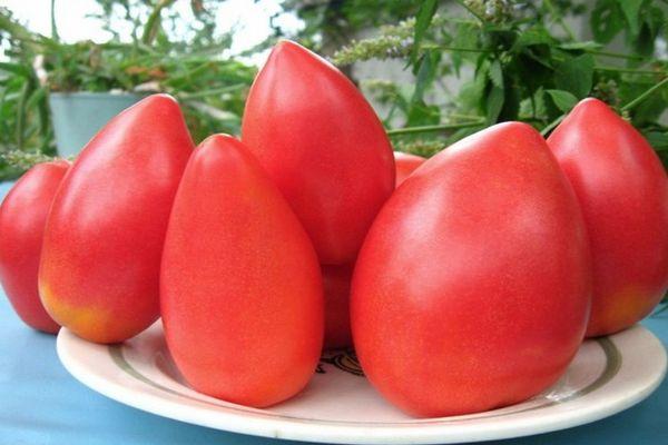 ซุปเปอร์โมเดลมะเขือเทศ