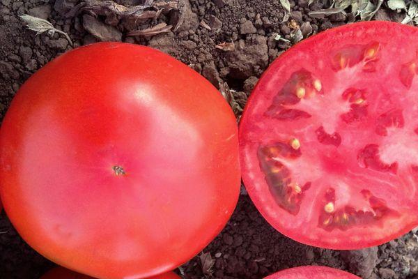 มะเขือเทศซูเปอร์โนวา