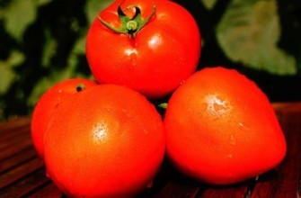 มะเขือเทศซูเปอร์โนวา