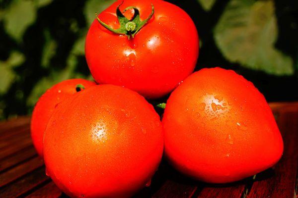 มะเขือเทศซูเปอร์โนวา