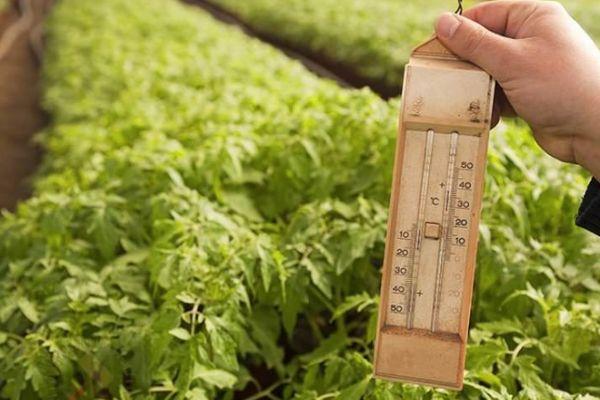 การปลูกมะเขือเทศ