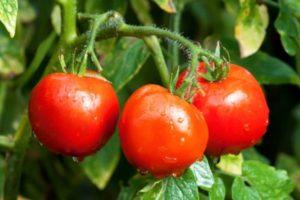 ลักษณะและคำอธิบายโดยละเอียดของมะเขือเทศพันธุ์ทัตยานา