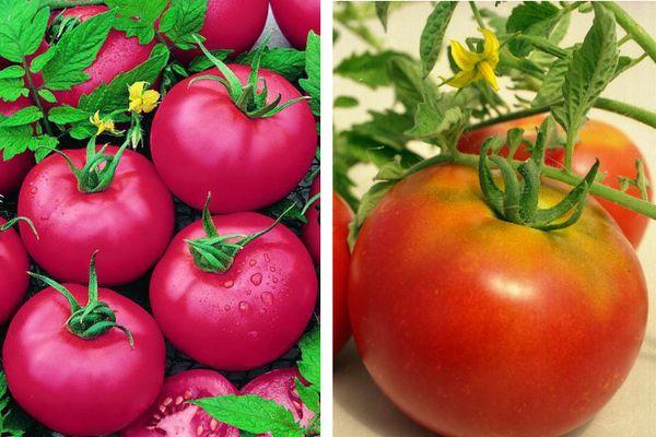 มะเขือเทศทาเทียน่า