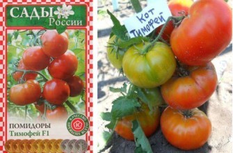 มะเขือเทศทิโมเฟย์