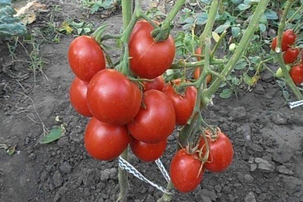 Un buisson avec des tomates
