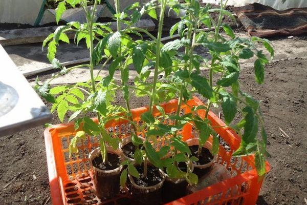 plants de tomates