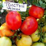 พุ่มไม้ที่มีมะเขือเทศ