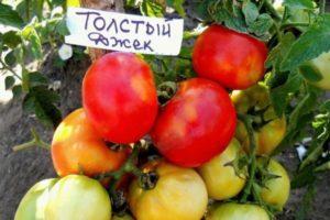 Caractéristiques de la tomate Fat Jack et description des fruits