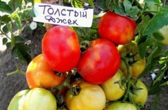 พุ่มไม้ที่มีมะเขือเทศ