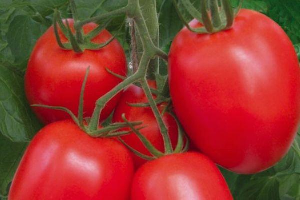 Tomates sur une vigne