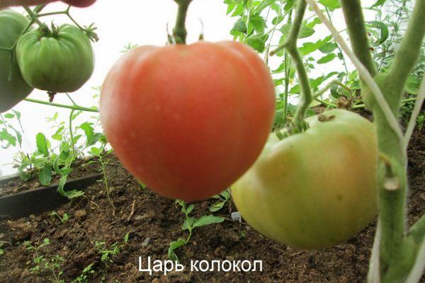 Tomate Tsar Bell