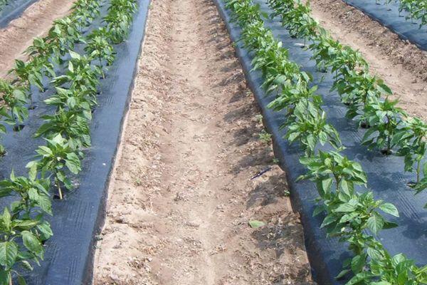 Un lit avec des semis