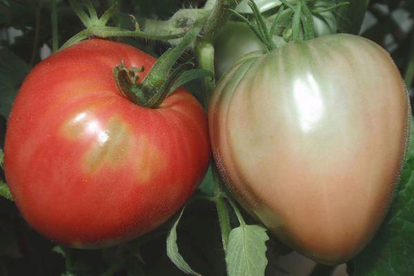 Branche avec des tomates