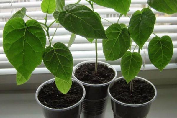 การตัดกิ่งพันธุ์ไซโฟมันดรา