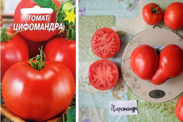 มะเขือเทศไซโฟมันดรา