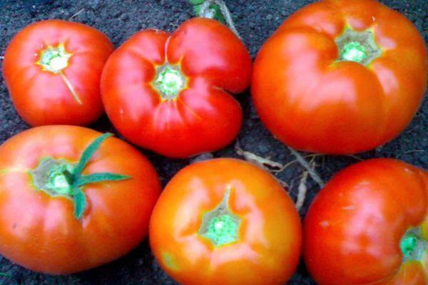 มะเขือเทศสุก