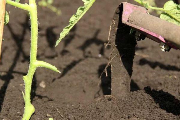 การคลายดินของมะเขือเทศ