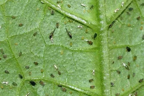 โรคของมะเขือเทศ