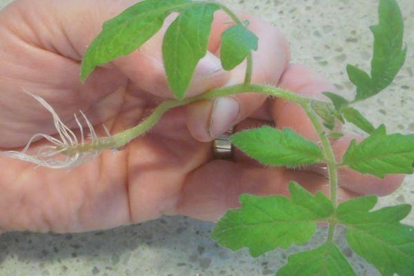 ต้นกล้ามะเขือเทศ