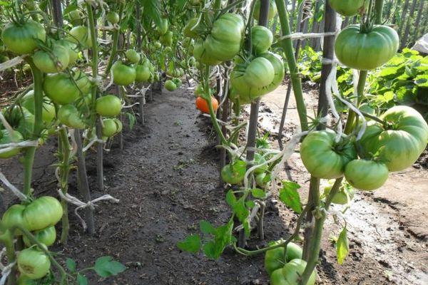 การปลูกมะเขือเทศ