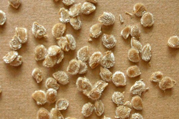 เมล็ดมะเขือเทศ