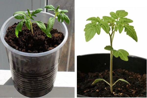 ต้นกล้าในดิน