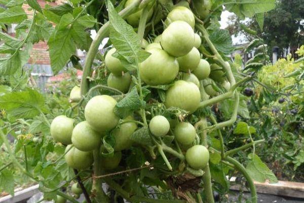 มะเขือเทศสีเขียว