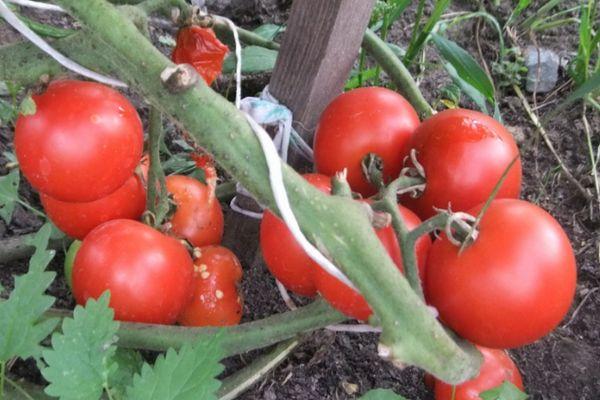 พุ่มไม้ที่มีมะเขือเทศ