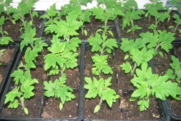 ภาชนะใส่ต้นกล้า