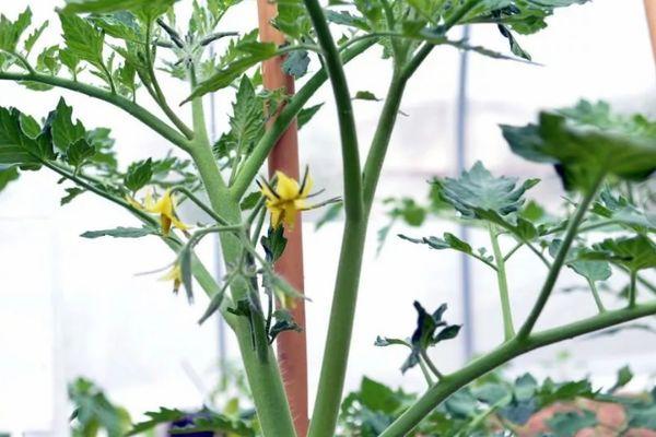 มะเขือเทศอ่อน