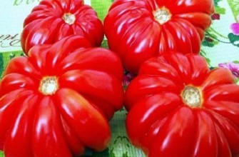 มะเขือเทศซี่โครง