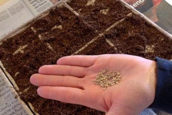 Des graines dans la paume de votre main