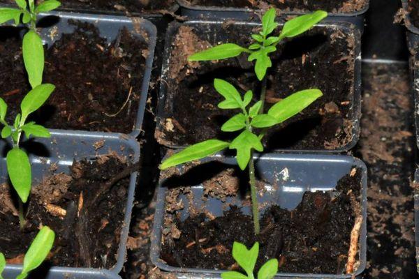 plants de tomates
