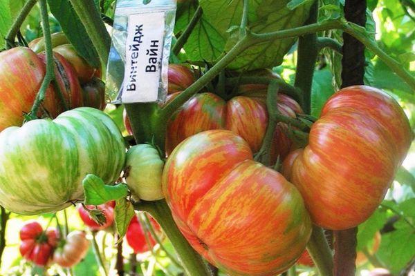 Buissons de tomates